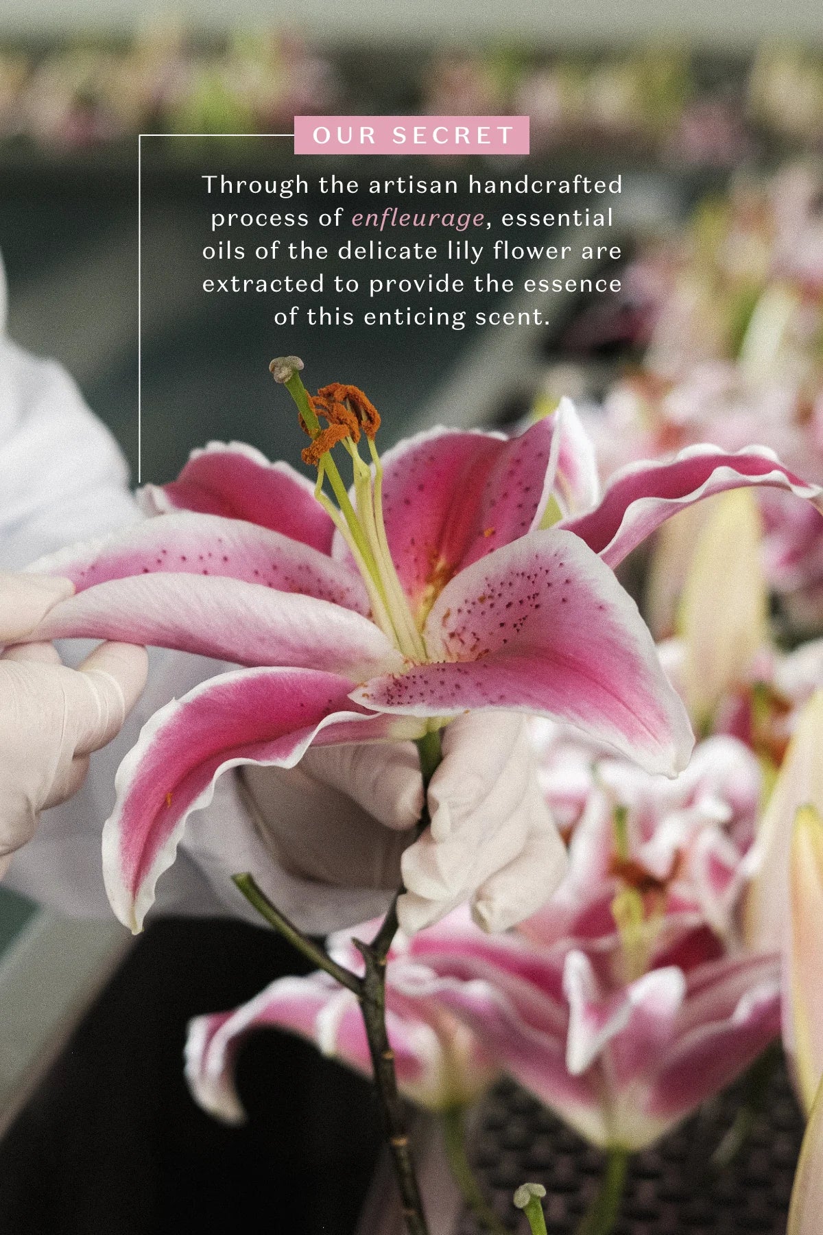 O Boticário Lily Essence Eau De Parfum Spray Feminino